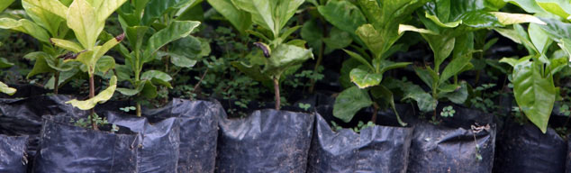 fertilizante orgânico fertilizante orgânico