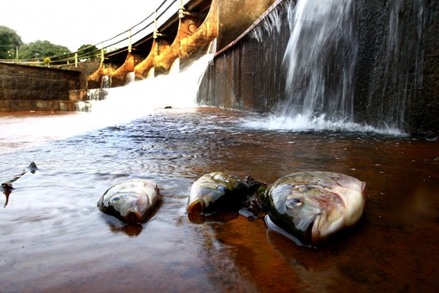 Peixes contaminados por efluentes domésticos sem tratamento