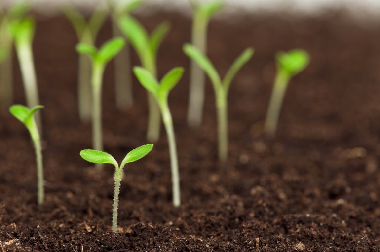 Fertilizantes orgânicos